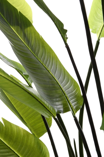 Sztuczna Strelicja nicolai wysoka 235 cm 18 liści