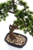 Sztuczny Bonsai Sosna Pinia 70 cm