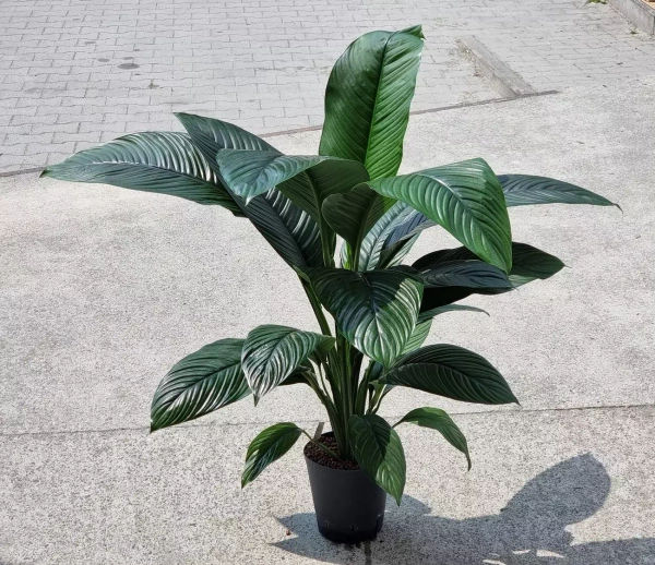 Spathiphyllum sensation 75 cm MK22/19
