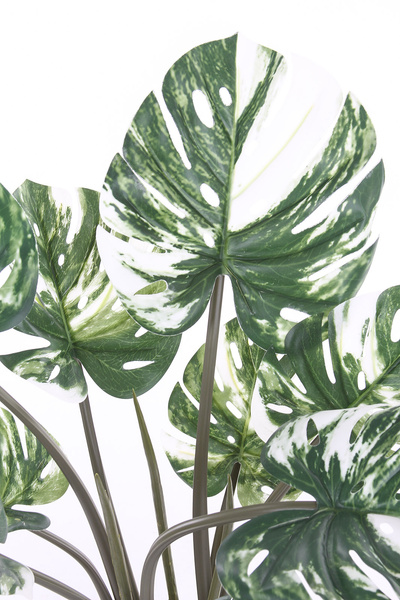 Sztuczna Monstera Variegata dziurawa biała 60 cm