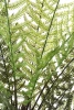 Sztuczna paproć drzewiasta Dicksonia 115 cm 21 liści