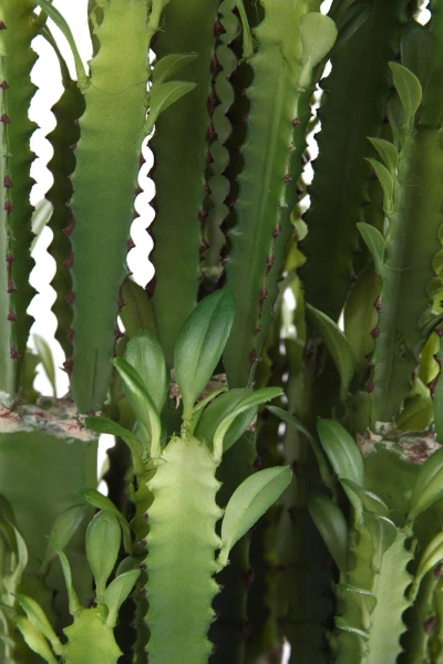 Sztuczny Kaktus Euphorbia Trigona 64 cm