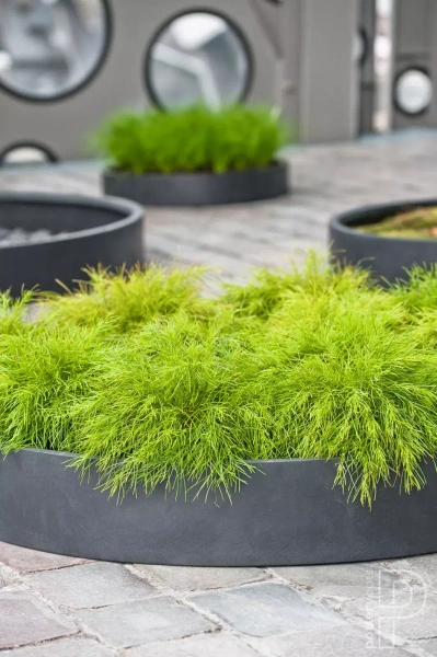 Max Low XXL 100/14 płaska duża donica szara