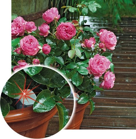 Moistick czujnik wilgotności gleby XL 50 cm