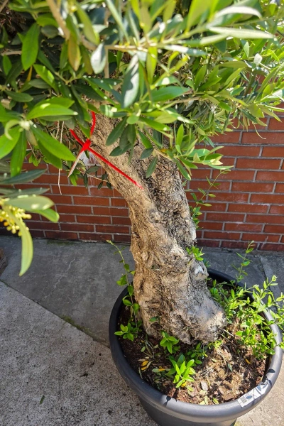Olea europaea drzewko oliwne 180 cm