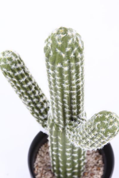 Sztuczny kaktus Saguaro Karnegia olbrzymia M 62 cm