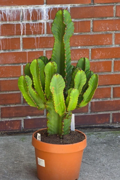 Kaktus Euphorbia Ingens 85 cm