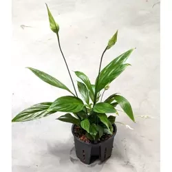 Skrzydłokwiat Spathiphyllum MK9/7 w hydroponice