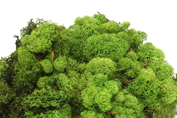 Sztuczny Mech Reniferowy chrobotek 500g zielony