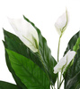 Sztuczny Skrzydłokwiat Spathiphyllum 71 cm z białymi kwiatami