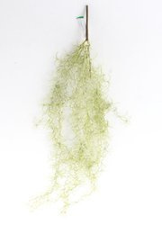 Sztuczna Oplątwa Tillandsia pnącze wiszaca 85 cm szara