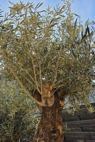Drzewko oliwne bonsai Oliwka europejska 280 cm