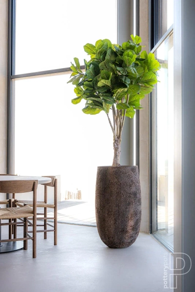 Sztuczny wysoki Fikus Lyrata 180 cm XL dębolistny