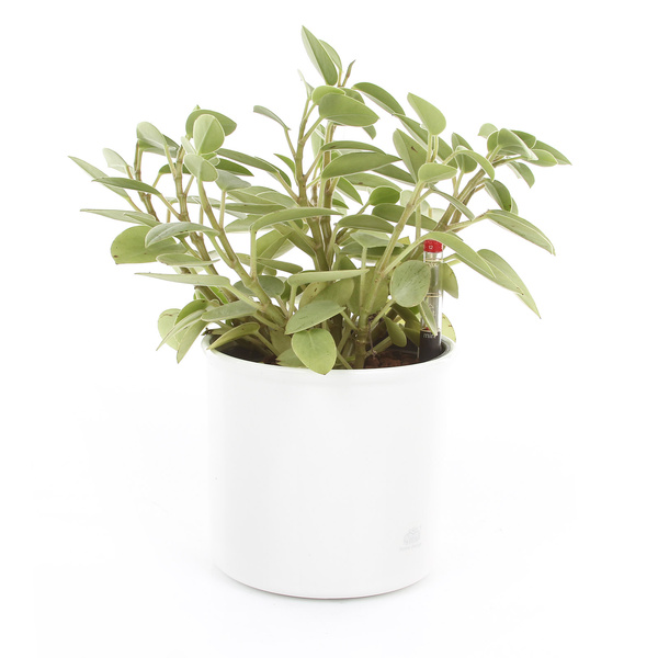 Zestaw do hydroponiki 13/12 osłonka Corona srebrna wkład wskaźnik