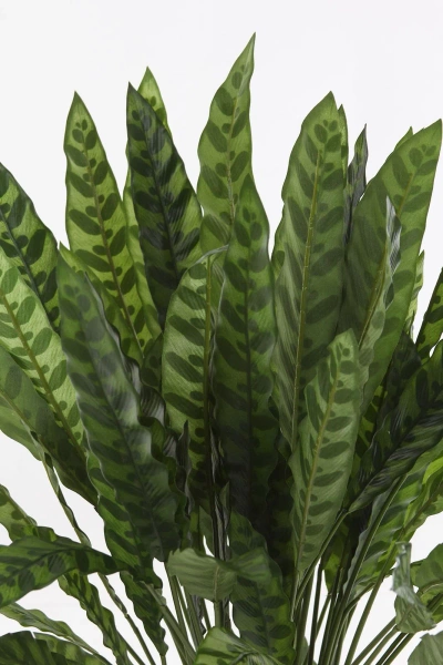 Sztuczna Kalatea lancetolistna 84 cm