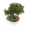 Sztuczny bonsai cryptomeria japonicai 37 cm w białej niskiej doniczce