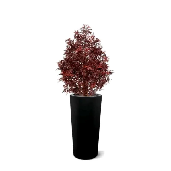 Sztuczna Aralia Ming 90 cm burgund UV