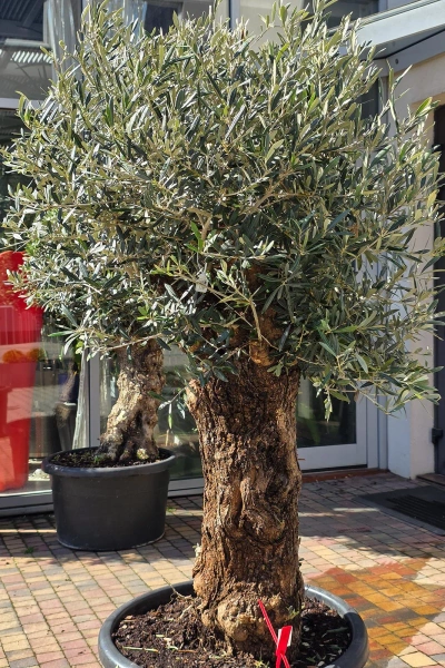 Drzewko oliwne 200 cm gruby pień