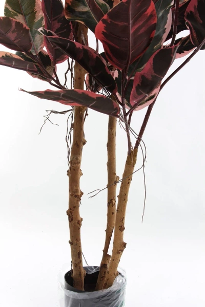 Sztuczny Fikus Elastica red ruby 170 cm, 93 liście