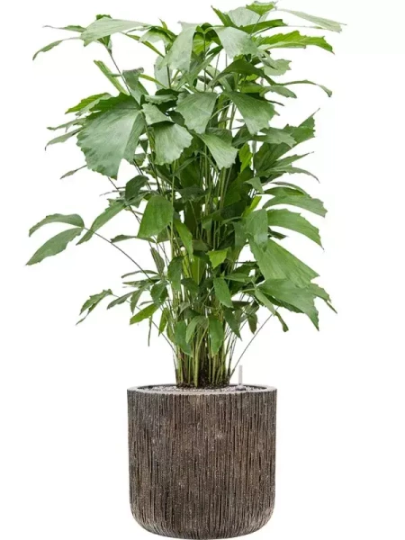 UNIVERSE WATERFALL CYLINDER 23/22 ekskluzywna donica cylindryczna brązowa