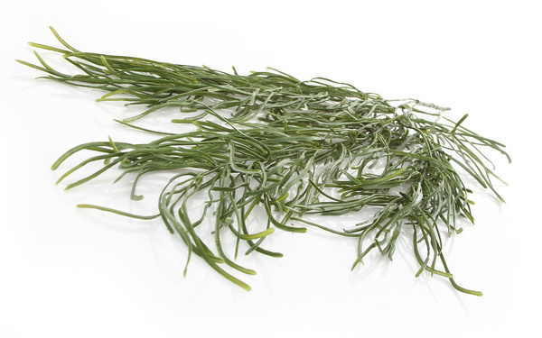 Sztuczny Ripsalis Vine wiszący pnącze 80 cm x3