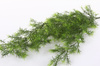 Sztucznu Asparagus wiszący pnącze 75 cm zielony