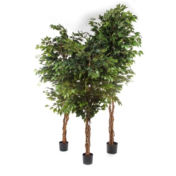 Sztuczny wysoki Fikus Benjamina 210-220 cm naturalny drewniany pień