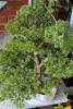 Sztuczny Bonsai Larix 60 cm w formie lasu