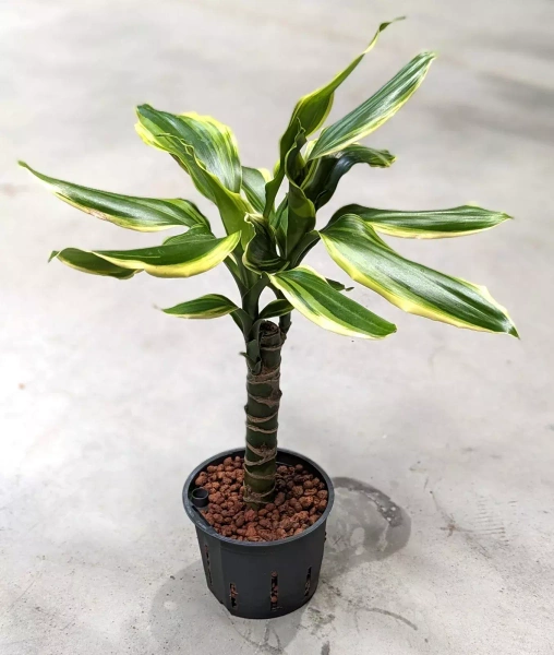 Dracena Fragrans Golden 40 cm MK11/9