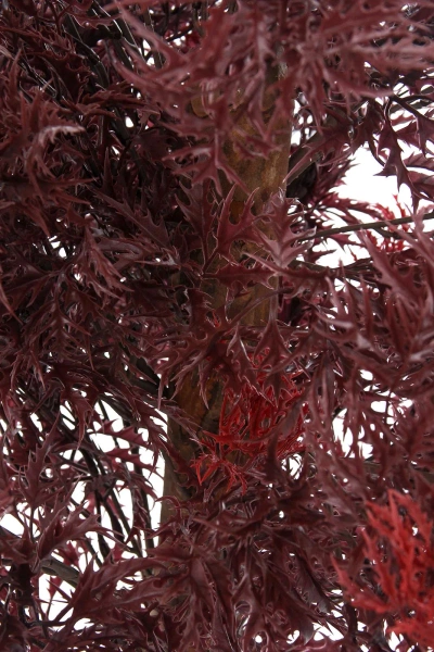 Sztuczna Aralia Ming 90 cm burgund UV