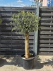 Oliwka europejska Olea europaea 160 cm gruby pień