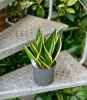 Sansevieria super flame w hydroponice 30 cm MK13/12