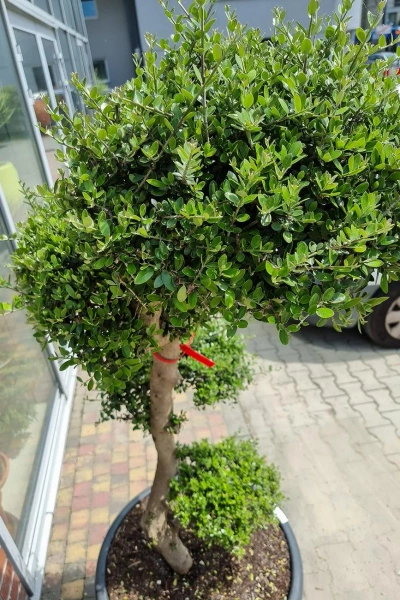Drzewo oliwne sylvestris bonsai 180 cm