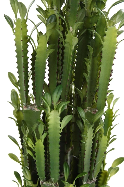 Sztuczny Kaktus Euphorbia Trigona 64 cm