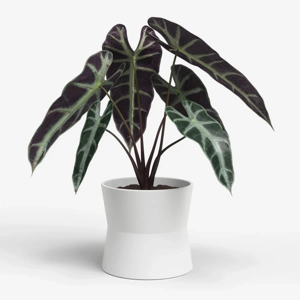 Diana 14/13 designerska osłonka ceramiczna biała