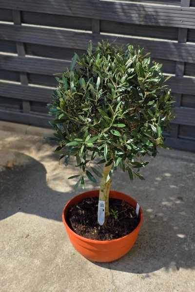 Drzewko oliwne 90 cm w płaskiej doniczce