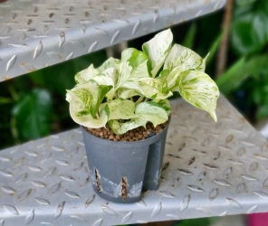 Epipremnum Pinnatum Happy Leaf w hydroponice MK13/12