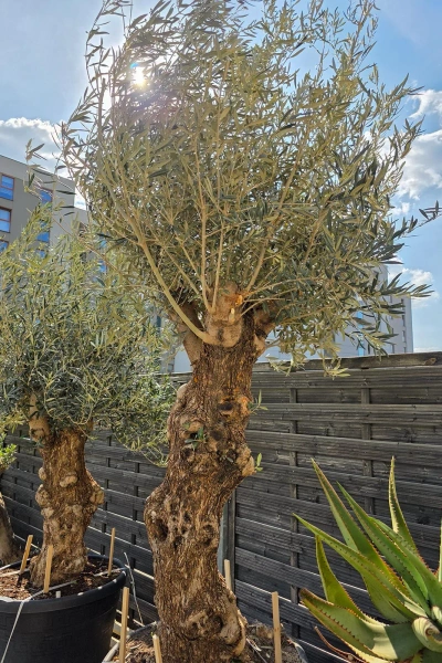 Drzewko oliwne bonsai Oliwka europejska 280 cm