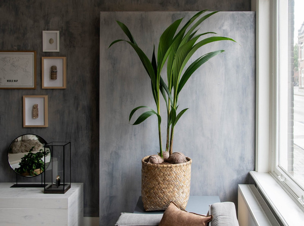 Zayn XXXS 31,5/33 naturalne doniczki bambusowe