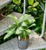 Aglaonema christina w hydroponice 35 cm MK13/12