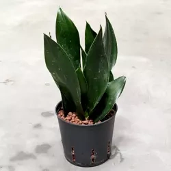 Sansevieria black diamond w hydroponice 30 cm MK13/12
