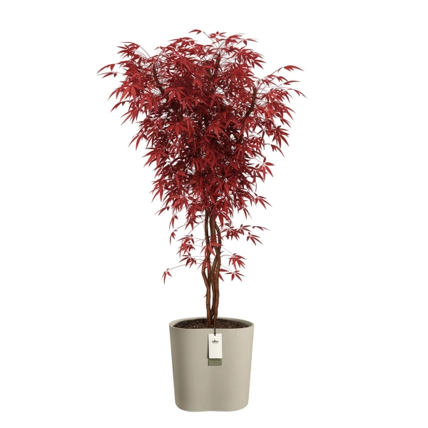 Eden Aquacare Medium 40 designerska donica soft taupe system samonawadniający