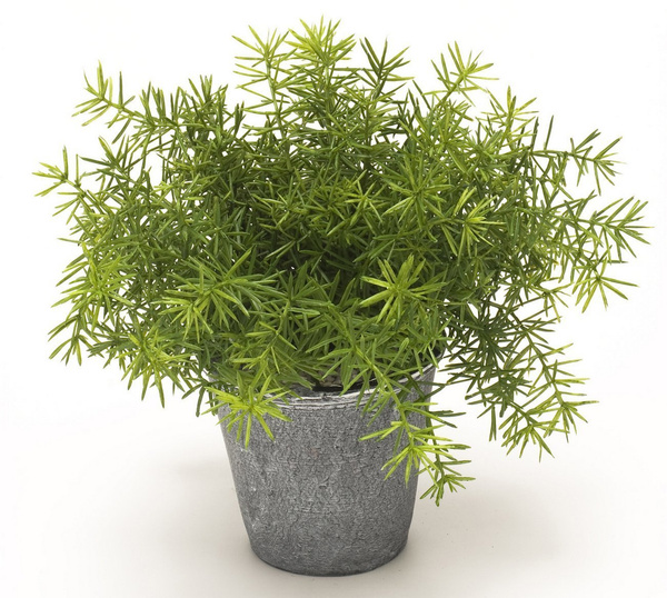 Sztuczny Asparagus busz 22 cm zielony