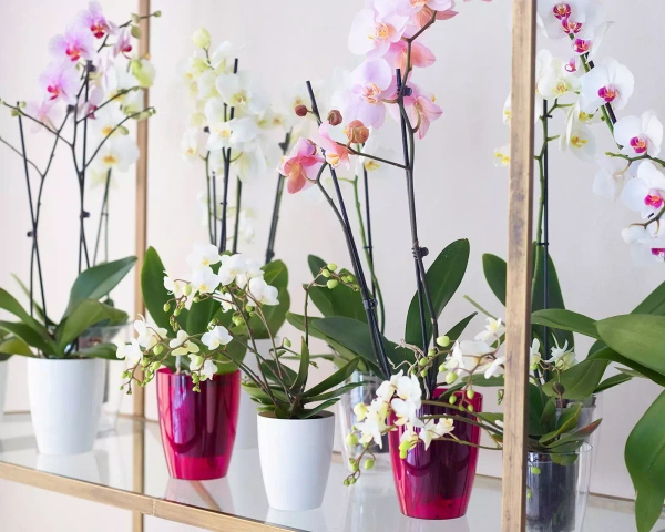 Fiji Orchid 12,5 przezroczysta fioletowa osłonka do storczyków