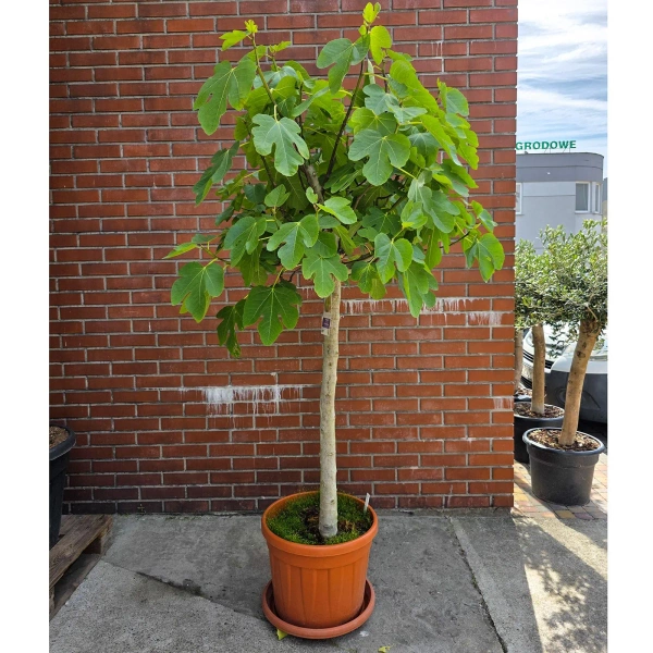 Ficus carica figa drzewko 210 cm