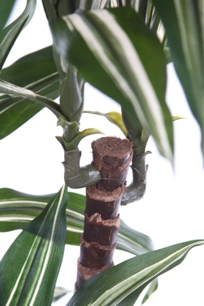 Sztuczna dracena fragrans variegated 150 cm 81 liści