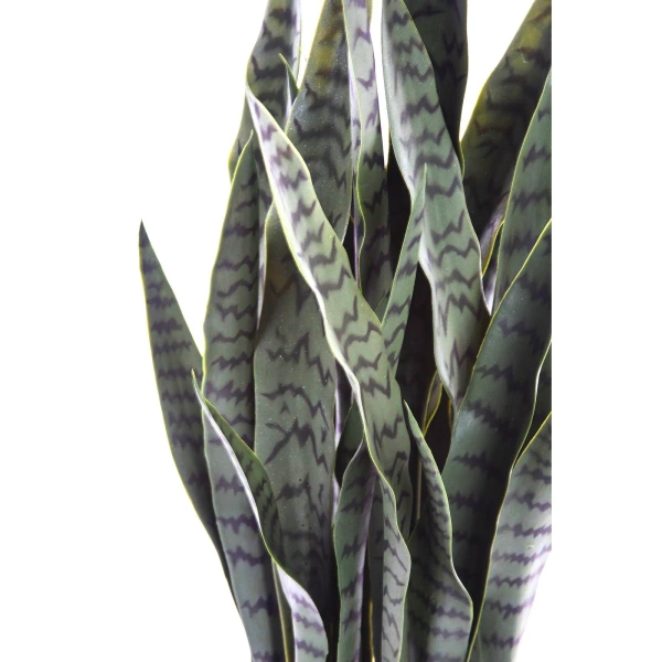 Sztuczna Sanseweria Coral Black 90 cm