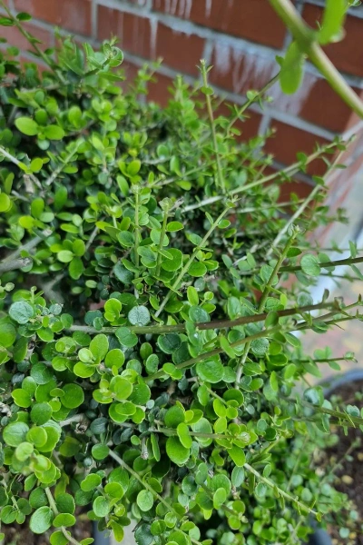 Drzewko oliwne sylvestris bonsai 190 cm