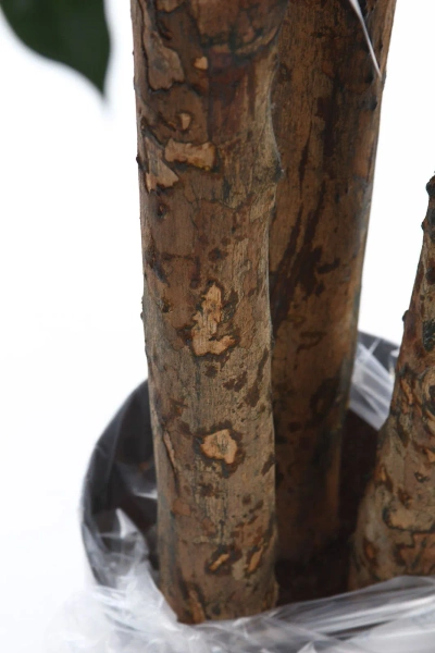 Sztuczna Pachira 175 cm d85 cm