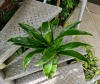 Dracena arturo MK13/12 w hydroponice